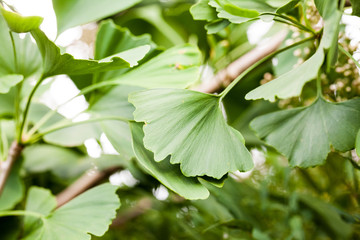 Gingko biloba - tree, leaves and details
