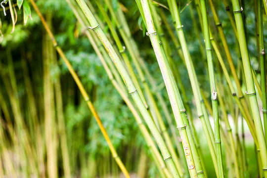 Bamboo plants with details in Royal Kew Gardens, London
