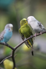 Budgie Birds in an Outdoor Aviary