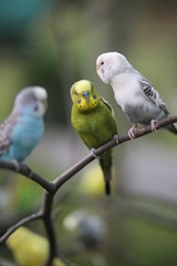 Budgie Birds in an Outdoor Aviary
