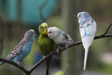 Budgie Birds in an Outdoor Aviary