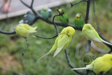 Budgie Birds in an Outdoor Aviary