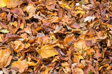 brown and golden autumn leaves on the ground