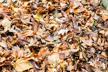fifty shades of brown autumn leaves on the ground
