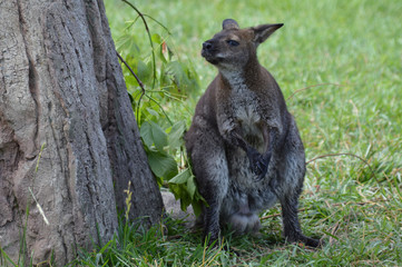 Wallaby in the outdoors