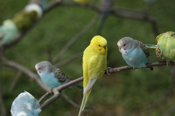 Budgie Birds in an Outdoor Aviary