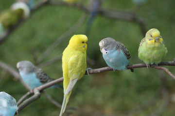 Budgie Birds in an Outdoor Aviary