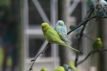 Budgie Birds in an Outdoor Aviary