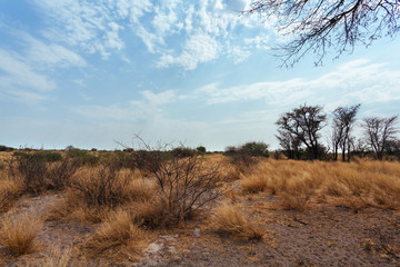 Obraz na płótnie Canvas Kalahari desert Botswana