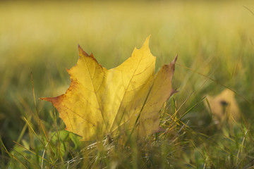 The yellow autumn leaf of a tree which has fallen to a grass