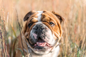 Bulldog portrait in the orange grass,selective focus