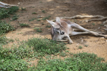 Kangaroo Hanging Out in a Shady Spot in the Dirt