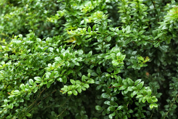 Branches of beautiful green plant outdoors