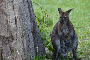 Wallaby in the outdoors