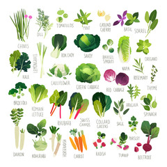 Clipart collection of vegetables and common culinary herbs - obrazy, fototapety, plakaty