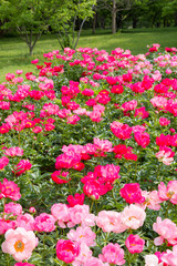 Blooming pink peony flowers in park garden