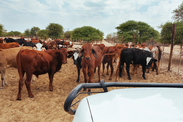 Cow in African desert.