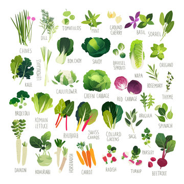 Clipart collection of vegetables and common culinary herbs