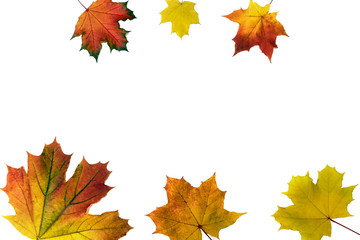 Naklejka na ściany i meble Yellow autumn maple leaves on a white background