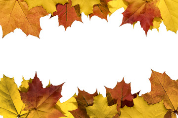 Yellow autumn maple leaves on a white background