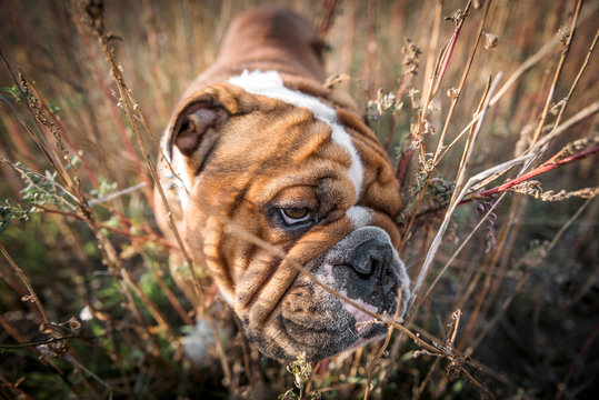 Close up portrait of cute bulldog,selective focus