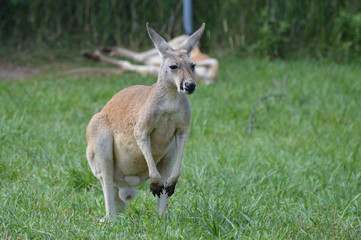 Kangaroo