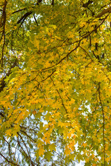 Golden autum leafs on the tree.