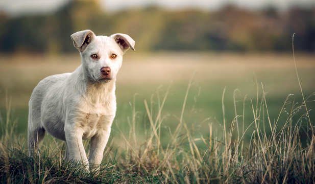 Beautiful young dog posing outdoor,selective focus