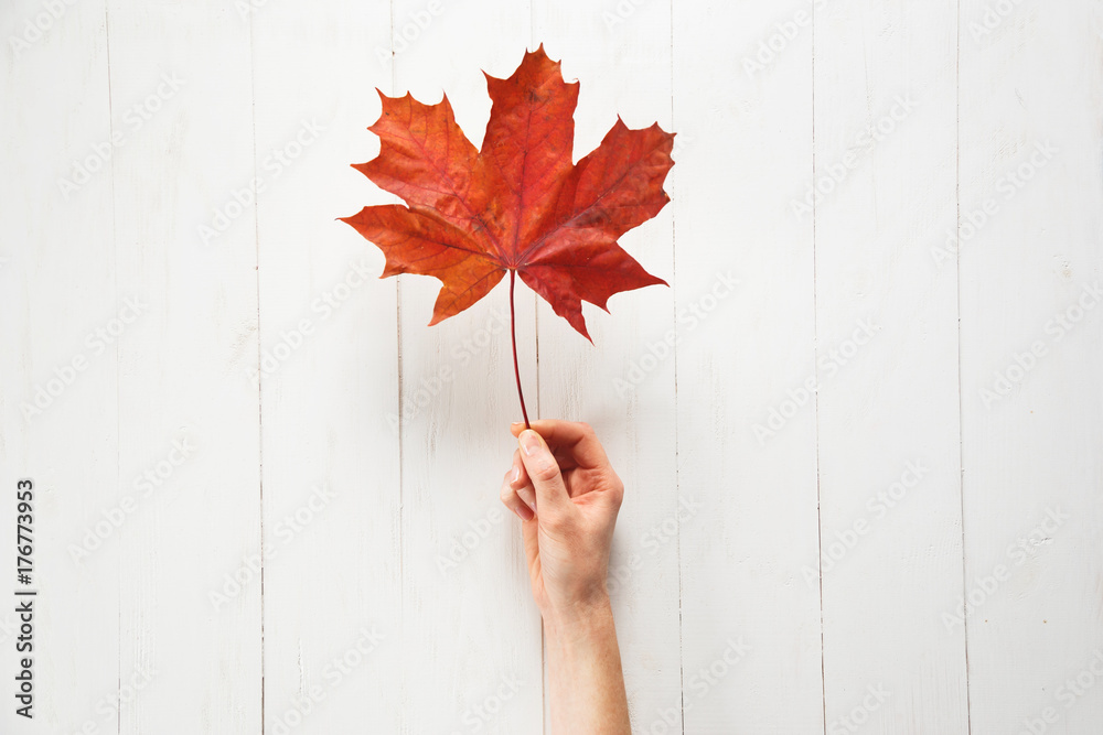 Wall mural a girl is holding a fallen red color maple leaf on a white background. autumn or canadian concept. t
