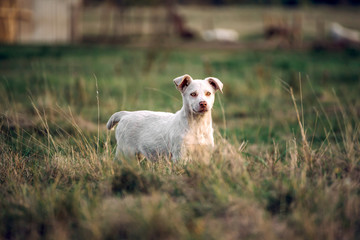 Obraz premium Little white dog on the field,selective focus