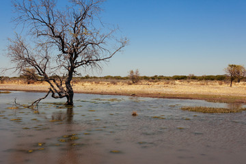 Kalahari desert