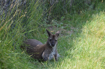 Wallaby in the outdoors