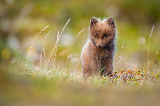 Arctic Fox in grass