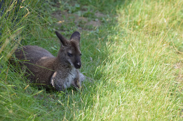 Wallaby in the outdoors