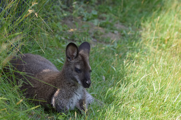 Wallaby in the outdoors
