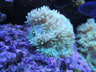Naklejka na ściany i meble aquarium underwater coral reef