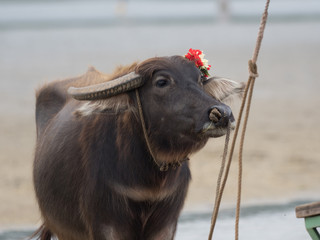 由布島の水牛