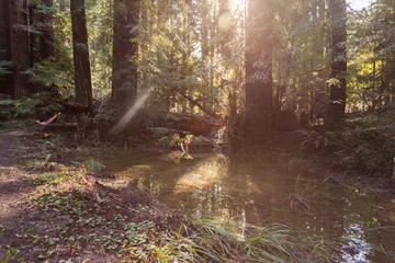 Muurstickers Redwood forest California © M. Mendelson