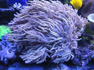 Fototapeta na wymiar aquarium underwater coral