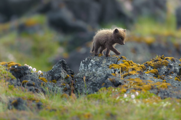 Cute arctic fox walking on a mossy rock