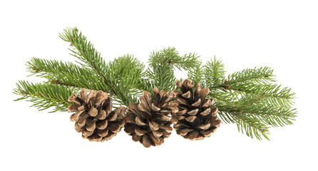 branch of a Christmas tree and a cone isolated on a white background