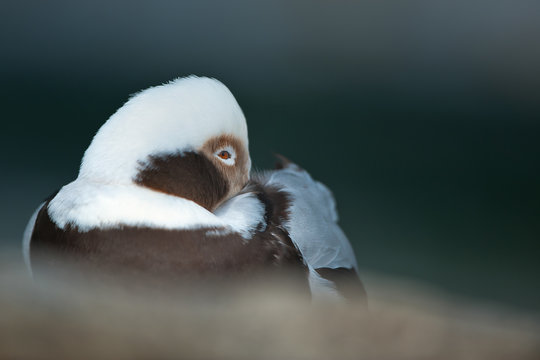 Long-tailed Duck sleeping with one eye open
