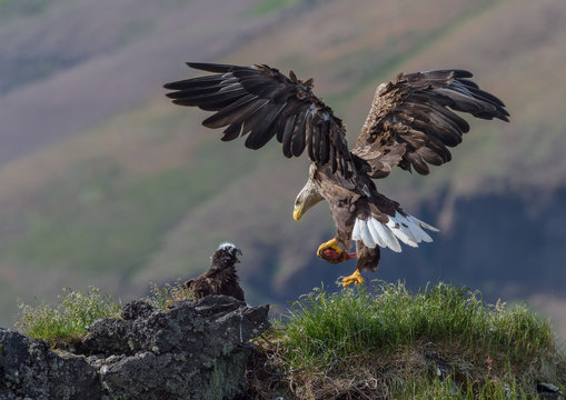 White-tailed Eagle (Haliaeetus albicilla) landing in a nest in Iceland 