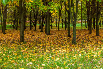 autumn city park