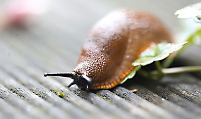 Schnecke, Nacktschnecke auf Wanderschaft