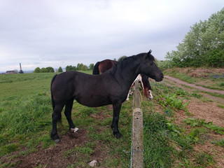 Fototapeta premium Horse