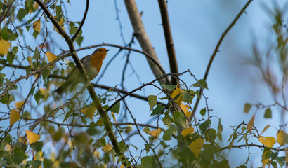 Red-breasted flycatcher, male Ficedula parva