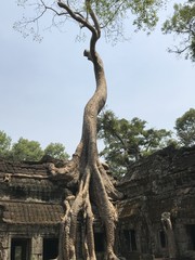 Ta Prohm tree