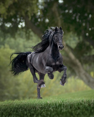 chestnut arabian stallion runs free in summer meadow