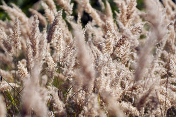 Reed plants in closeup